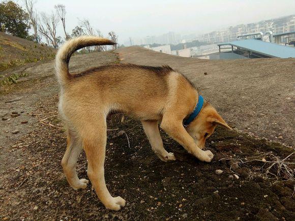 你们觉得土狗好不好?中华田园犬好不好? 有没有喜欢土狗的朋友呢?