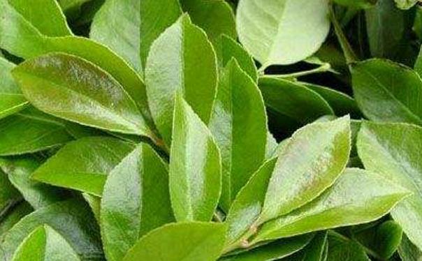 《那年花开月正圆》让杜鹃花叶走红,殊不知它全身是宝!