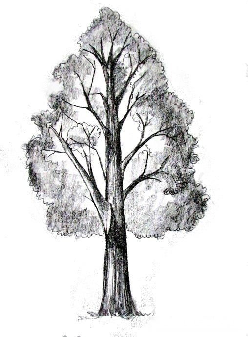 绘画练习,如何用铅笔素描一棵大树,附详细步骤!