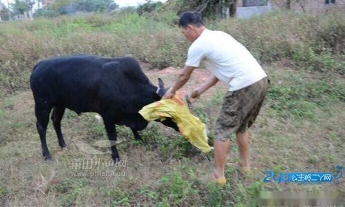 让爱你的猪不流泪歌谱