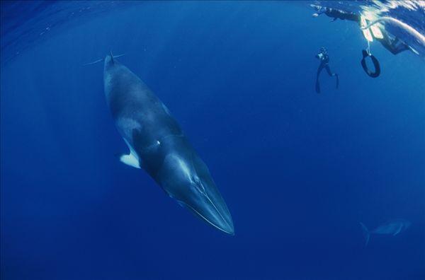 第一大的动物是蓝鲸,可第二又有多少人知道