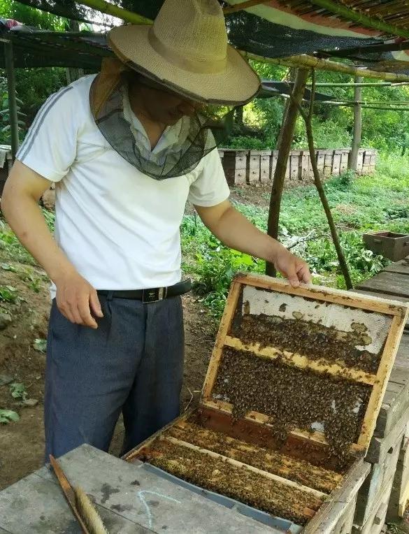 深山养蜂人