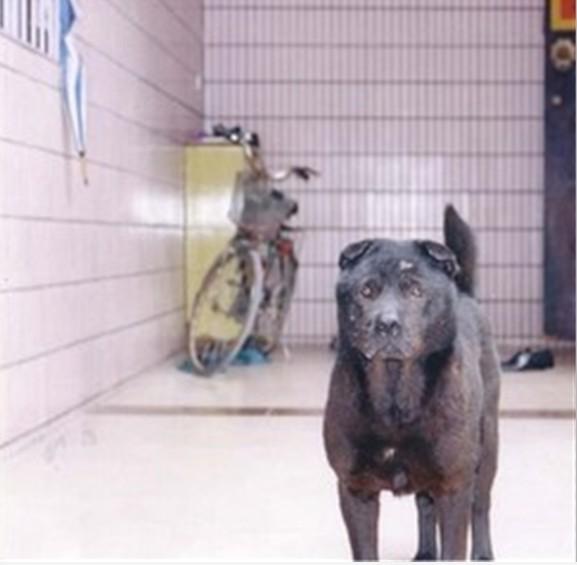 广东潮州犬,俗名别名 :大头犬 潮汕大头犬是产于广东潮州的传统地方犬
