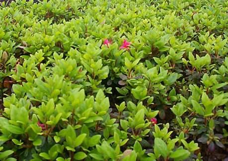 《那年花开月正圆》让杜鹃花叶走红,殊不知它全身是宝!