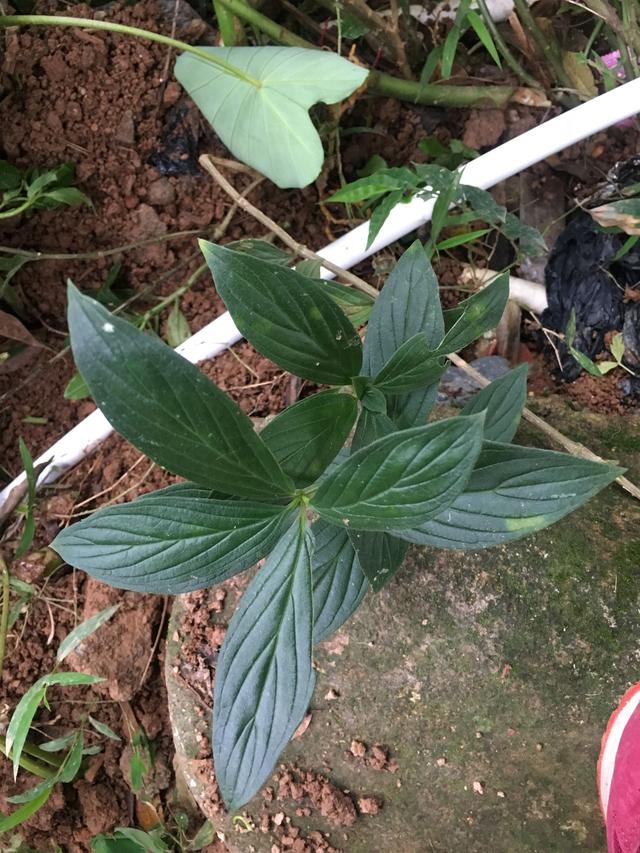 在农村常见的中草药,你天天踩着,却不知道它的神奇