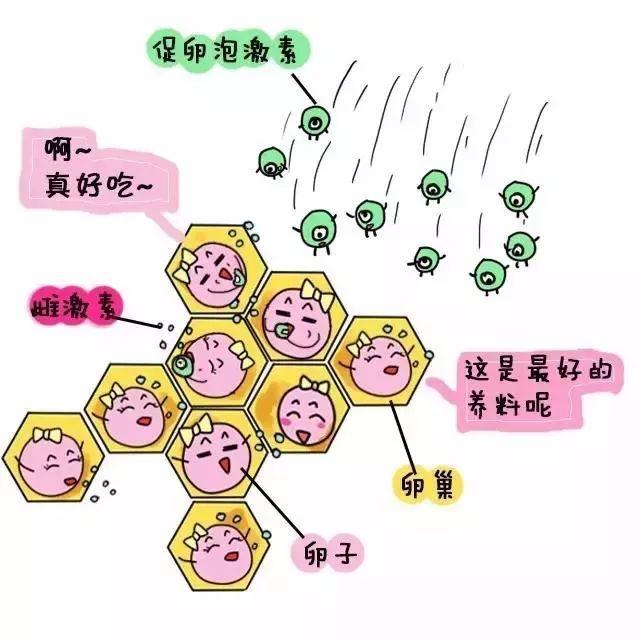 卵巢卵泡分泌雌激素和孕激素,还有少量雄激素,卵泡还分泌抗苗勒氏管