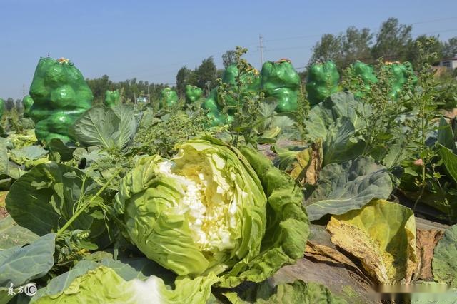 种植包菜过程中,你是否也遇到过此类情况?