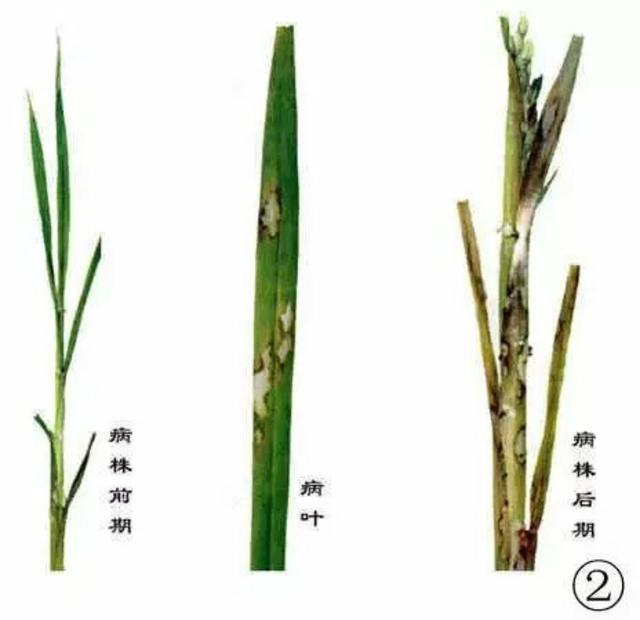 当前水稻关键技术解决方案:防病之二——纹枯病