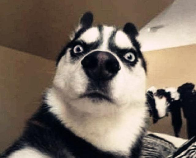 女主人在客厅里骑着狗狗,男主人一看捂嘴偷笑!