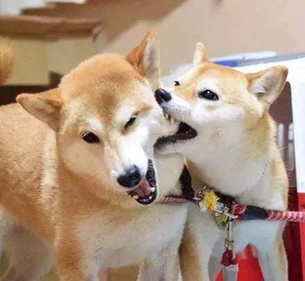 两只柴犬秀恩爱的独特方式,看着有点疼