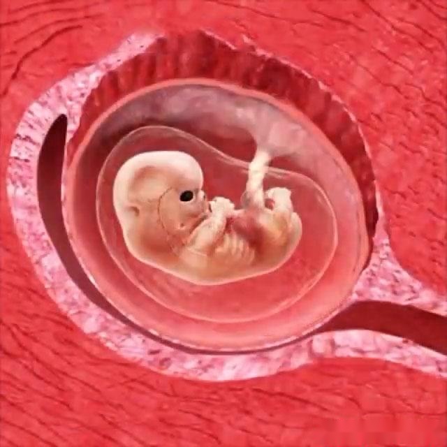 这组子宫解剖图让你看懂怀孕后胎儿是怎样在妈妈肚子