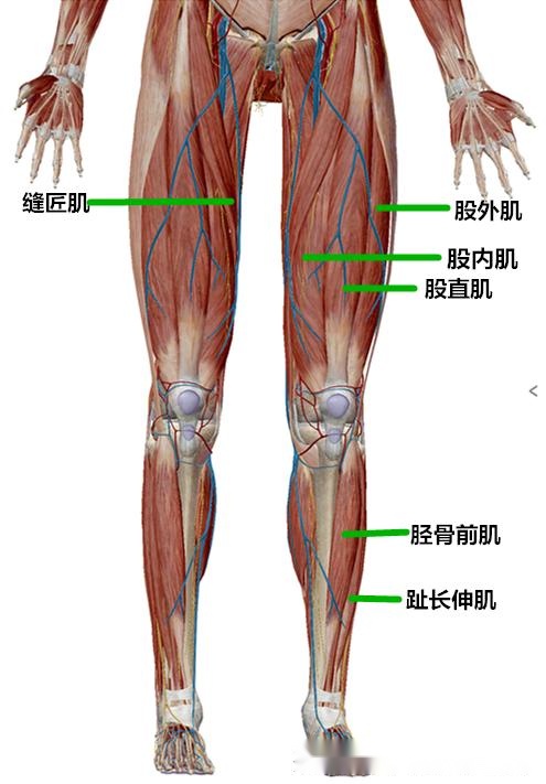 下肢的肌肉组织称为下肢肌包括髋肌,大腿肌,小腿肌和足肌.