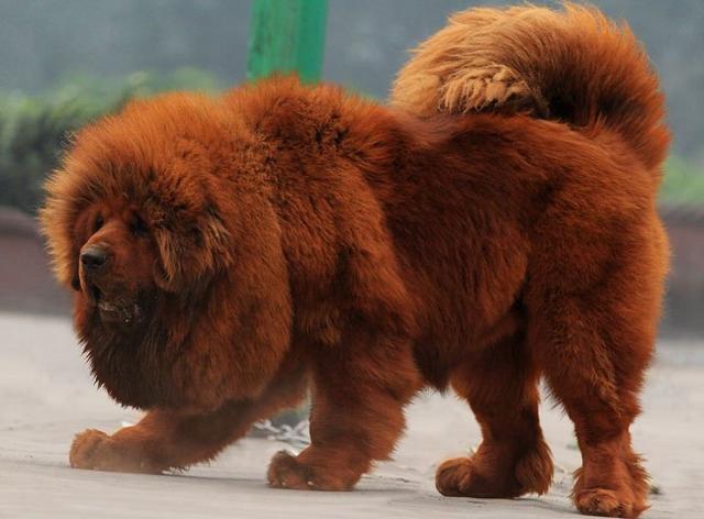 中国犬种也优秀,你认识多少国犬,国犬怎么样,有你喜欢的吗