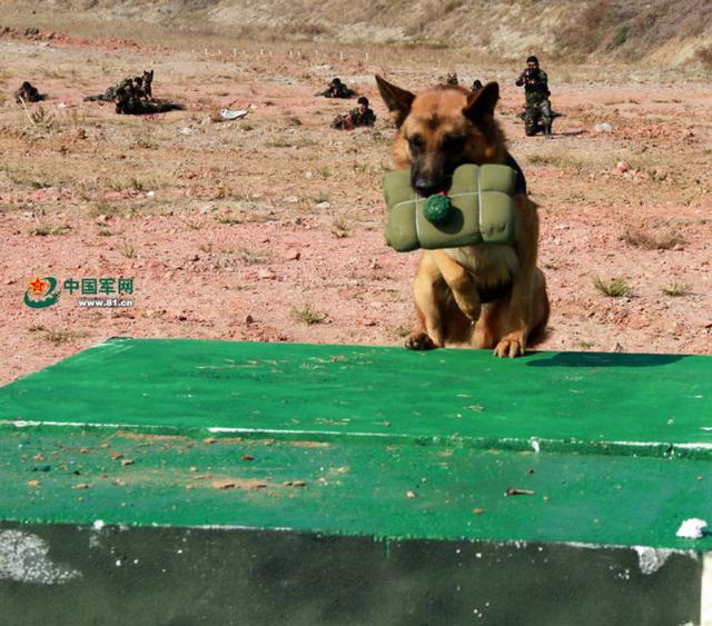 那些德牧中的士兵 军犬