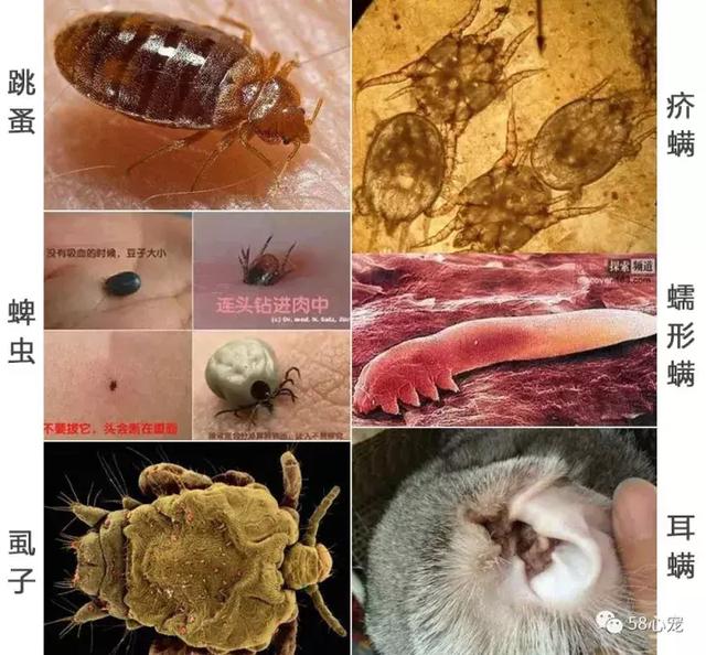 体内的虫子主要是心丝虫 和肠道寄生虫(蛔虫,绦虫,钩虫,球虫).