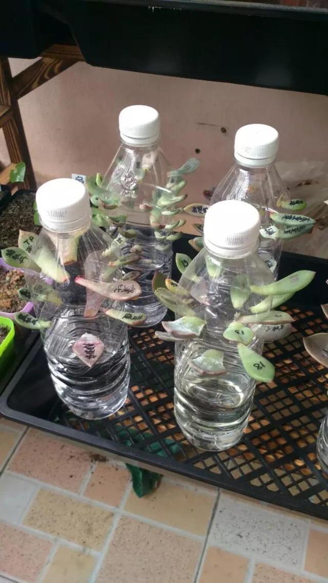 叶插是多肉繁殖的一个主要方式之一,很多多肉都是可以用叶插进行繁殖