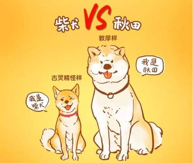 柴犬"扫盲",日本国宝"柴犬"的祖先是我大中华"松狮犬"