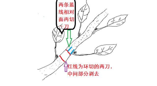 用快刀深达木质部,但不伤木质部,只剥下韧皮层,而留下形成层,一般剥后