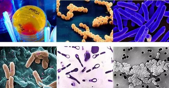 一场花费三十万的感冒背后……超级细菌危害甚大!